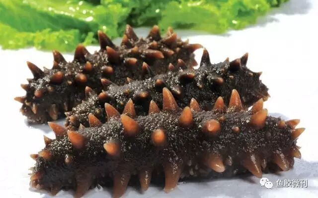 海参怎么炖？如何炖出海参的营养价值！