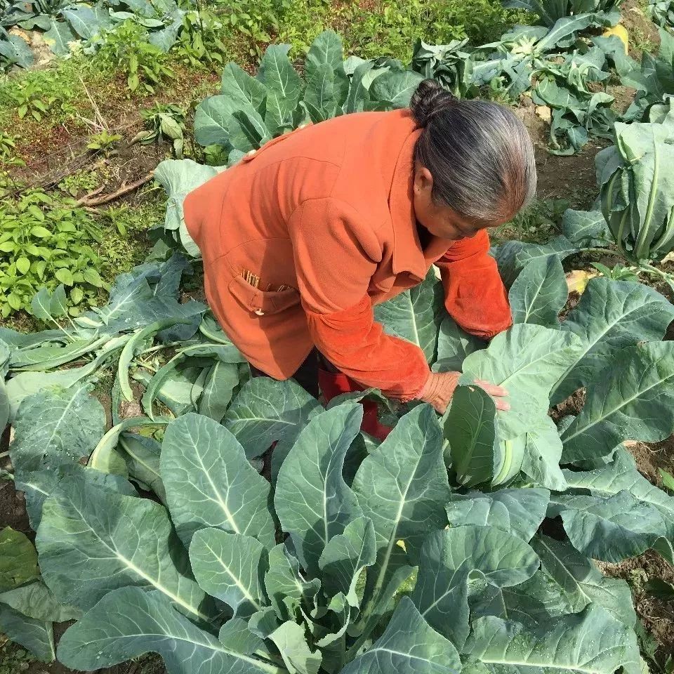 【四比六促】司前乡:高山花菜种植迎来丰收季