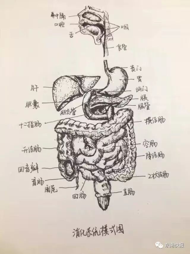 厉害了!福建医科大女生手画解剖图,还将绝活用到临床实践中