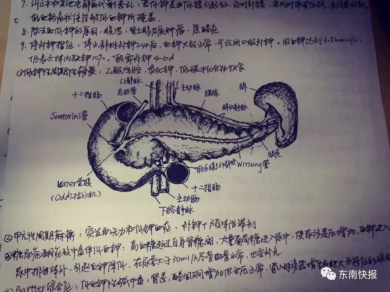 精巧神奇的大脑,紧致有力的肌肉,复杂的消化系统…… 这些手绘解剖图
