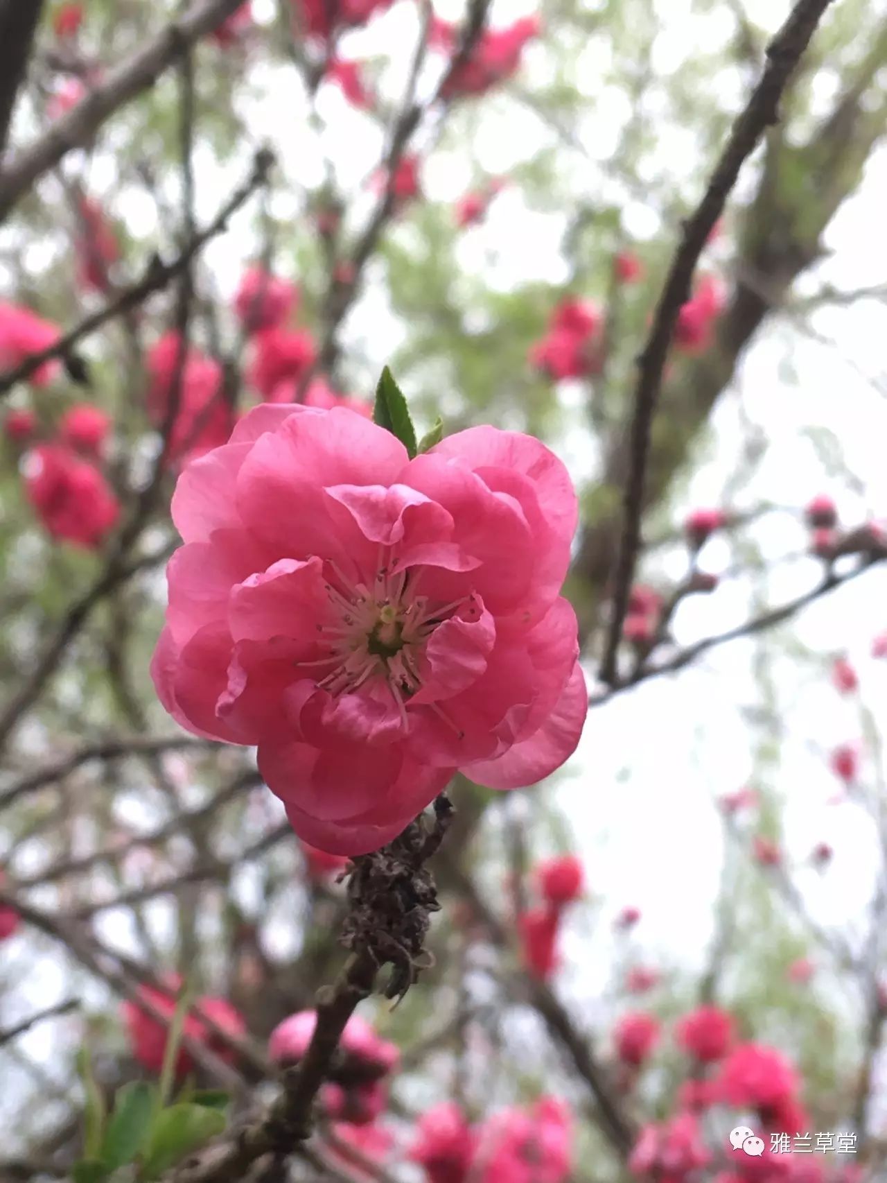 风吹桃花落,弹指红颜老