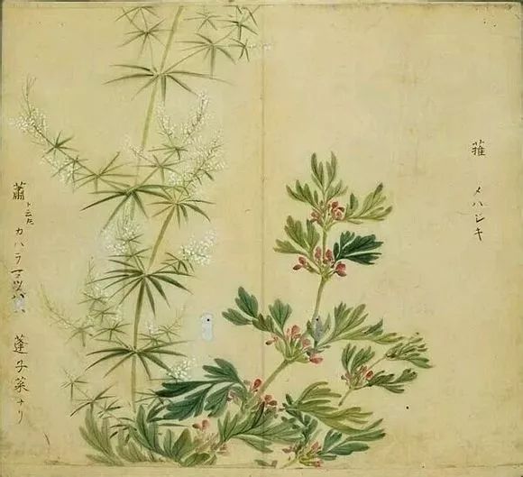 《诗经》中那些美如画的植物名