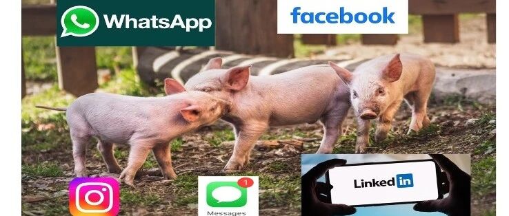 當花樣百出的“殺豬盤”走向國際，美國人被套路傻了圖片