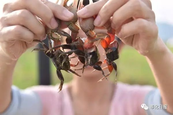 小时候的"下饭榔头:红钳蟹酱