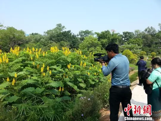 图为中国传统医药文化成为柬埔寨媒体关注的焦点之一。 冯抒敏 摄