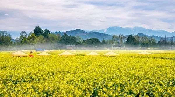 【赏花节】赏花节开幕在即,先来一波白头剧透!