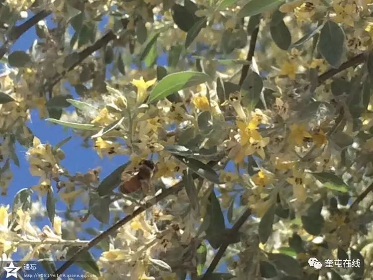 【原创】我家乡的沙枣花