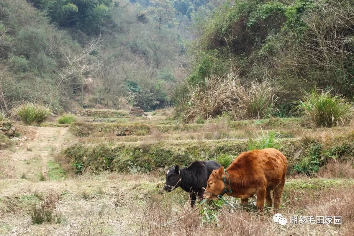 荒废的水田里,两头牛在食草.
