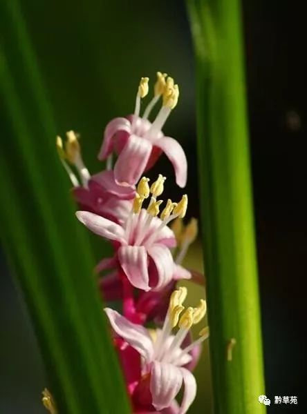 别名】观音草,小九龙盘 来源】百合科观音草属植物吉祥草.