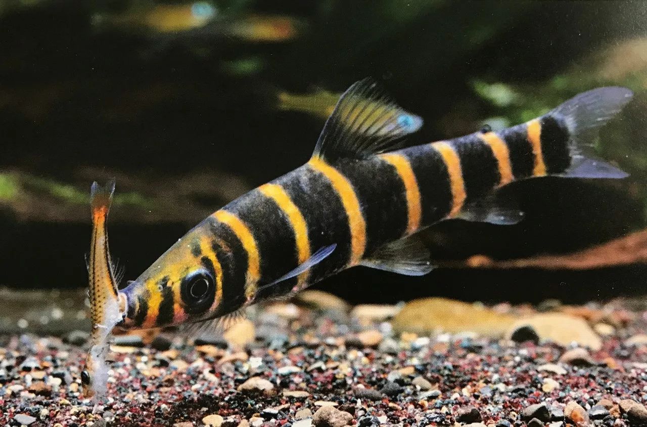 (anostomus anostomus)和美国九间(leporinus )为代表的大铅笔类脂鲤