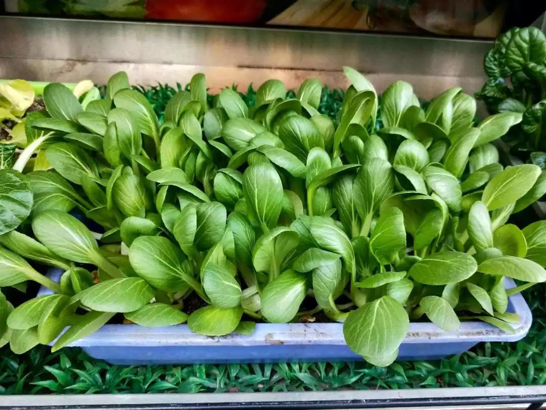 "盆栽蔬菜"成时尚,不仅是美食,还是好景观!
