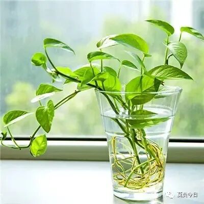 除了自己，没有任何人能令我们成就解脱！
