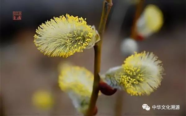 二十四番花信风 柳花 多少游子似柳絮 欲乘春风到天涯 自由微信 Freewechat