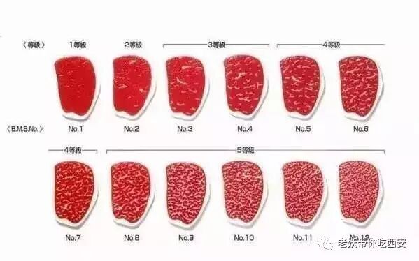 牛的肋条肉在哪个部位_牛部位肉肋条是哪个部位_牛肋条肉是牛的哪个部位
