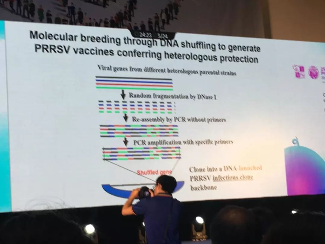meng 教授也介绍了基因gp3和gp4蛋白dna shuffling的两个成功案例