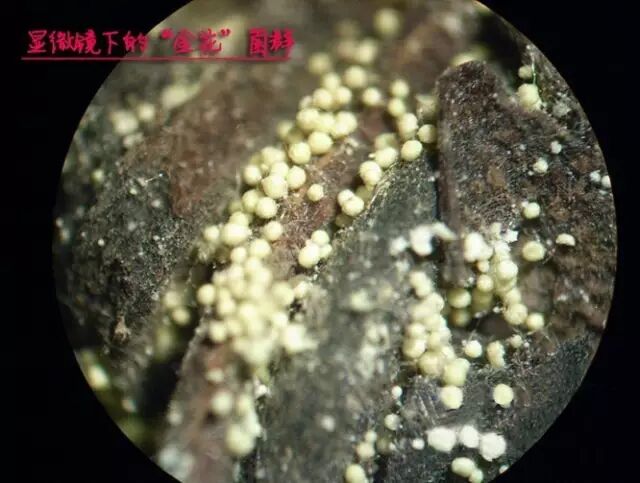 为什么黑茶制作工艺是国家二级机密？几千种茶凭什么就黑茶有？