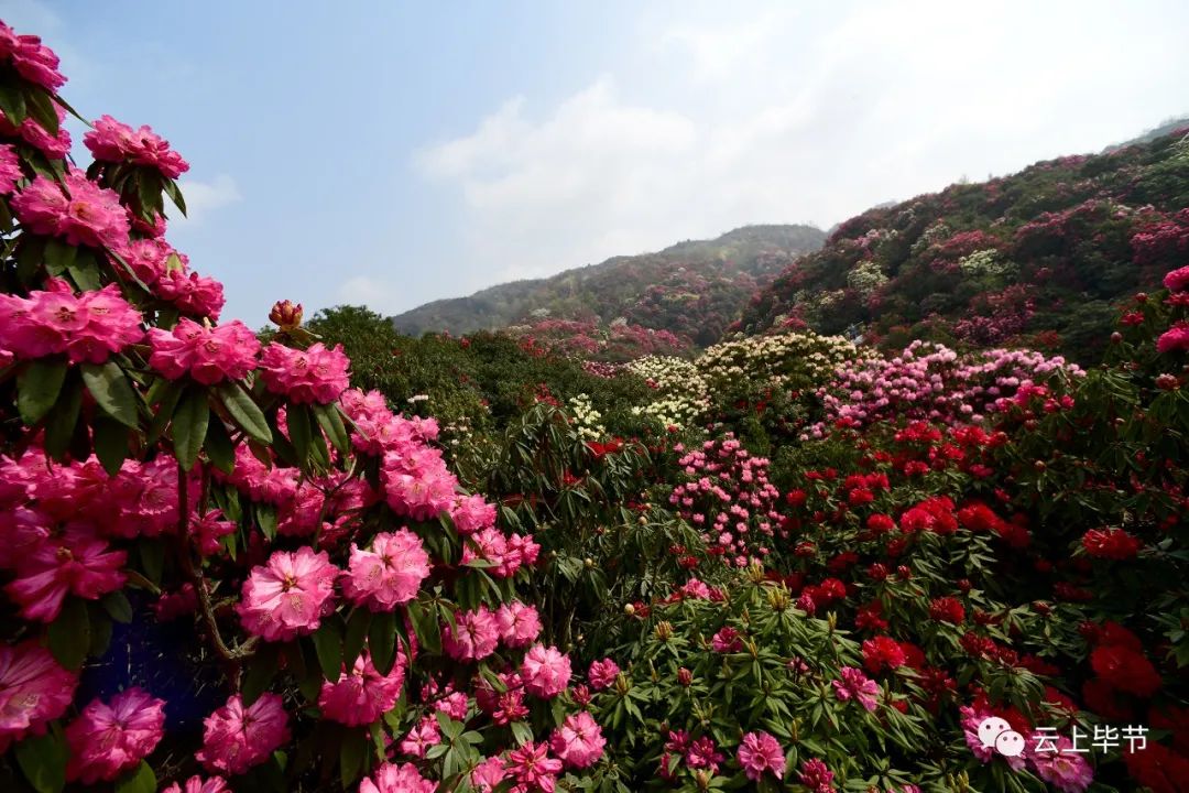 贵州百里杜鹃花海惊艳来袭