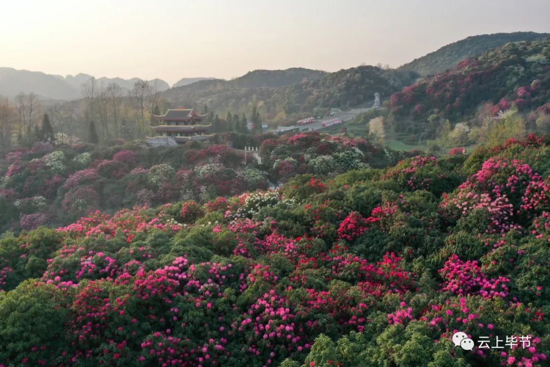 贵州百里杜鹃花海惊艳来袭