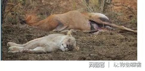 母狮猎杀怀孕母羚羊 之后竟把小羚羊掏了出来