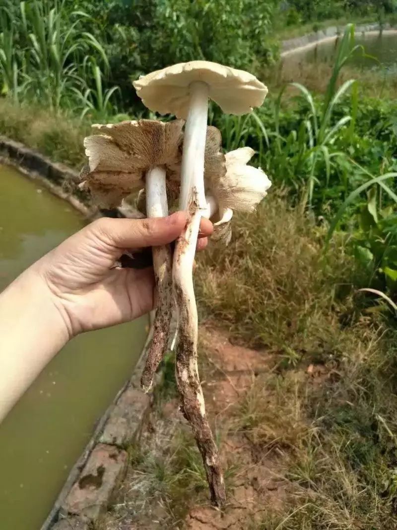 乐山斗鸡菇研究报告