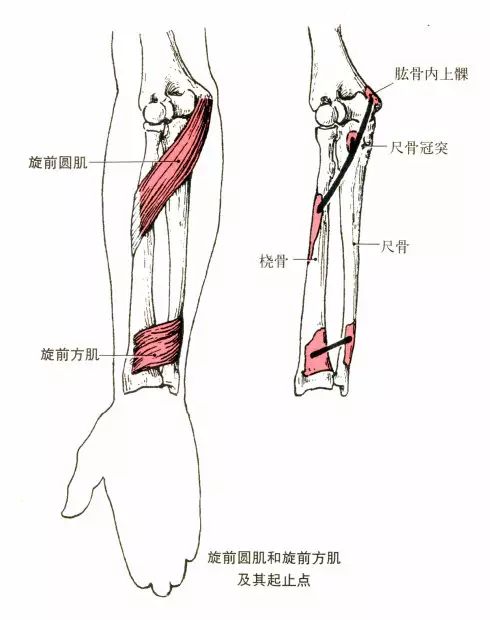 功能:近固定时,使前臂内旋,辅助肘关节屈.