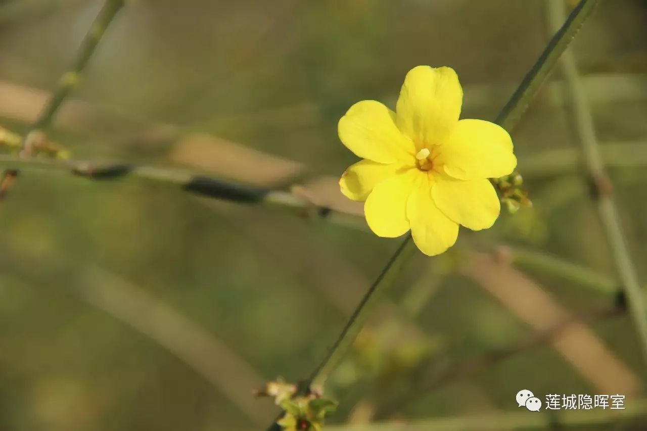 立春:你那儿的迎春花开花了吗|多识草木之名|广西优质茶叶交流组