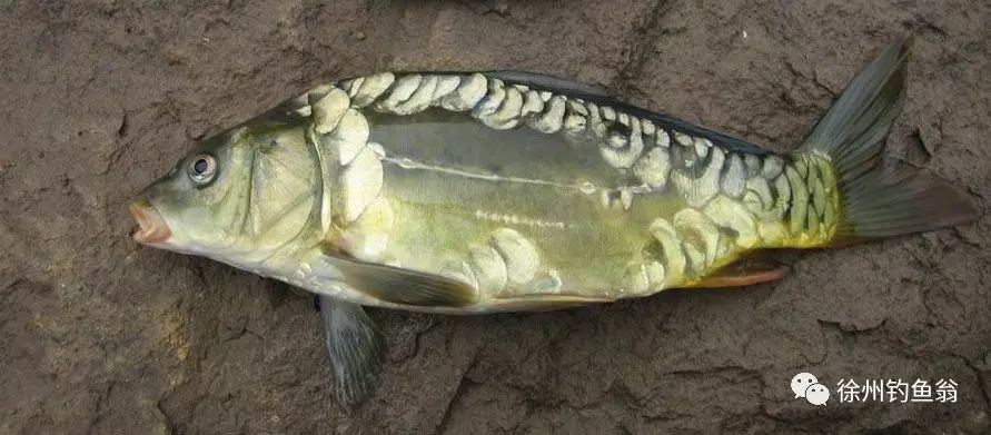 后引入国内后经过改良形成的新鱼种,叫镜鲤,俗称三道鳞,也叫三花鲤鱼