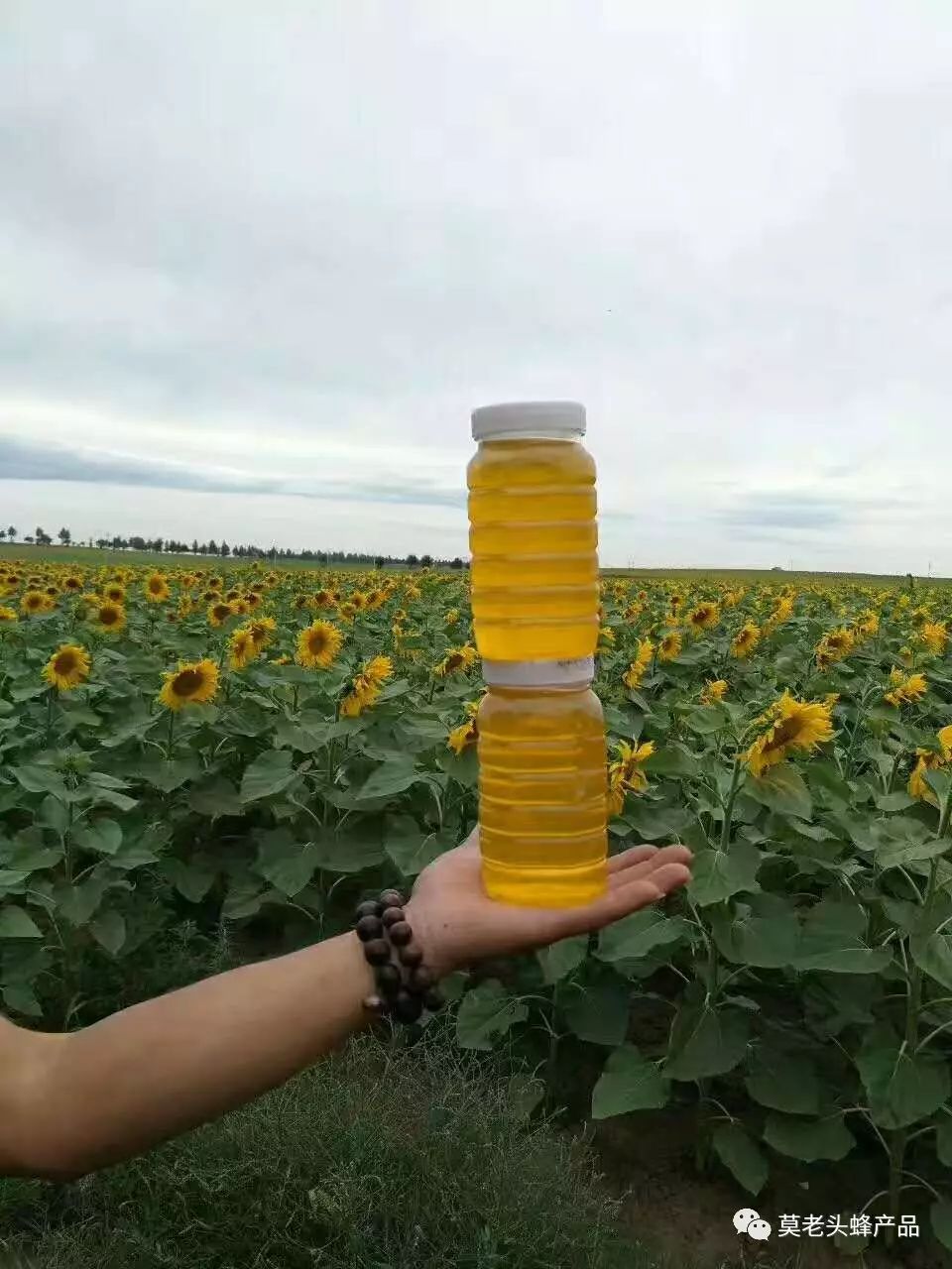 葵花蜜到货啦!