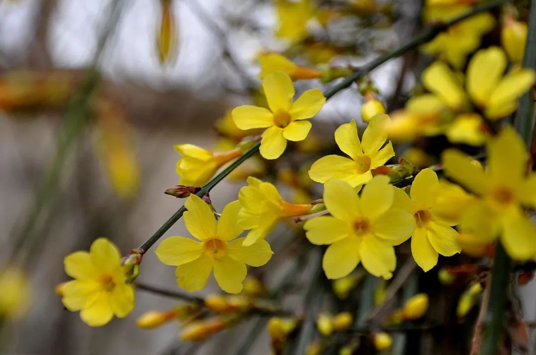 迎春花