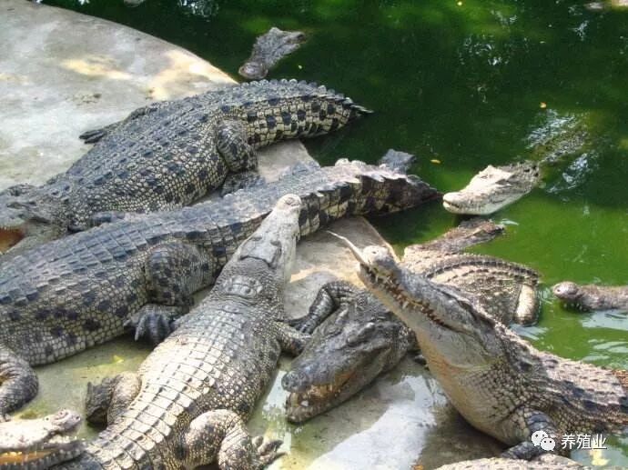 鳄鱼生活习性