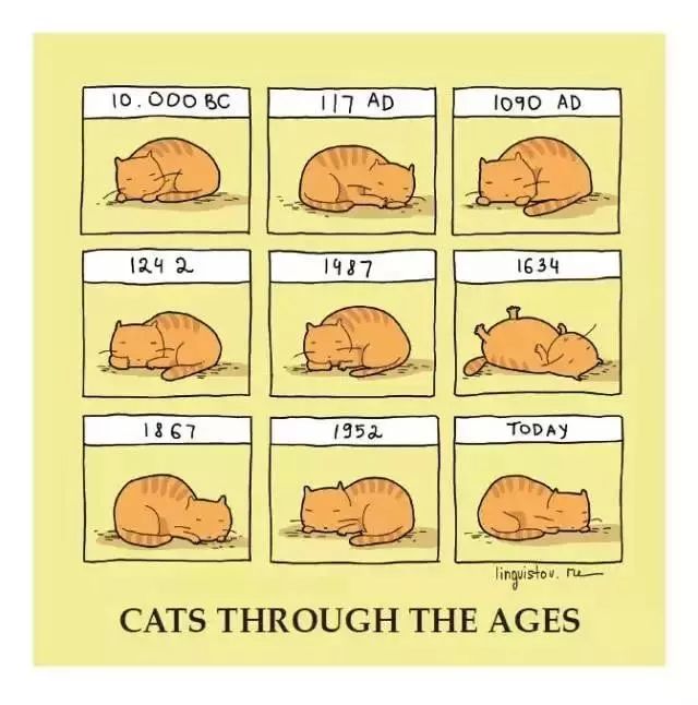 cats through the ages