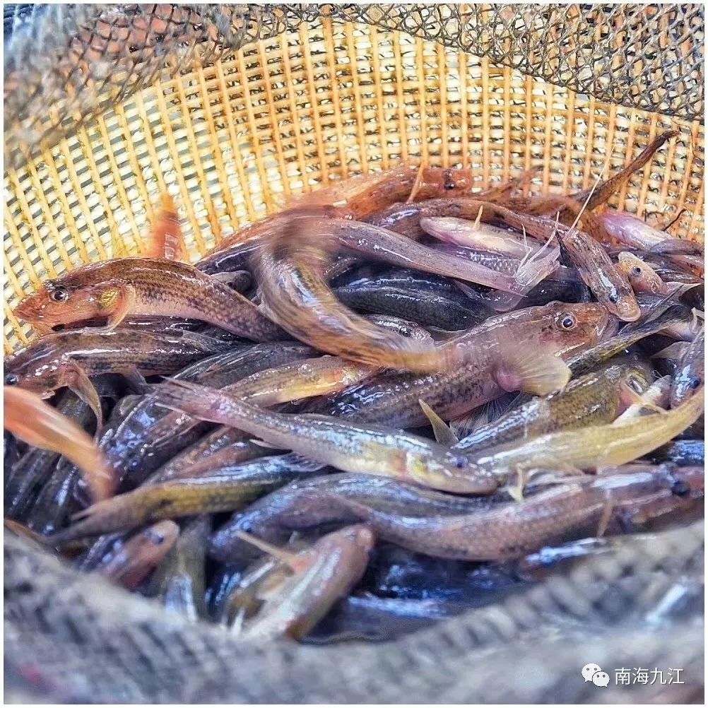 西江河鲜集市 ◆九江外滩湿地公园