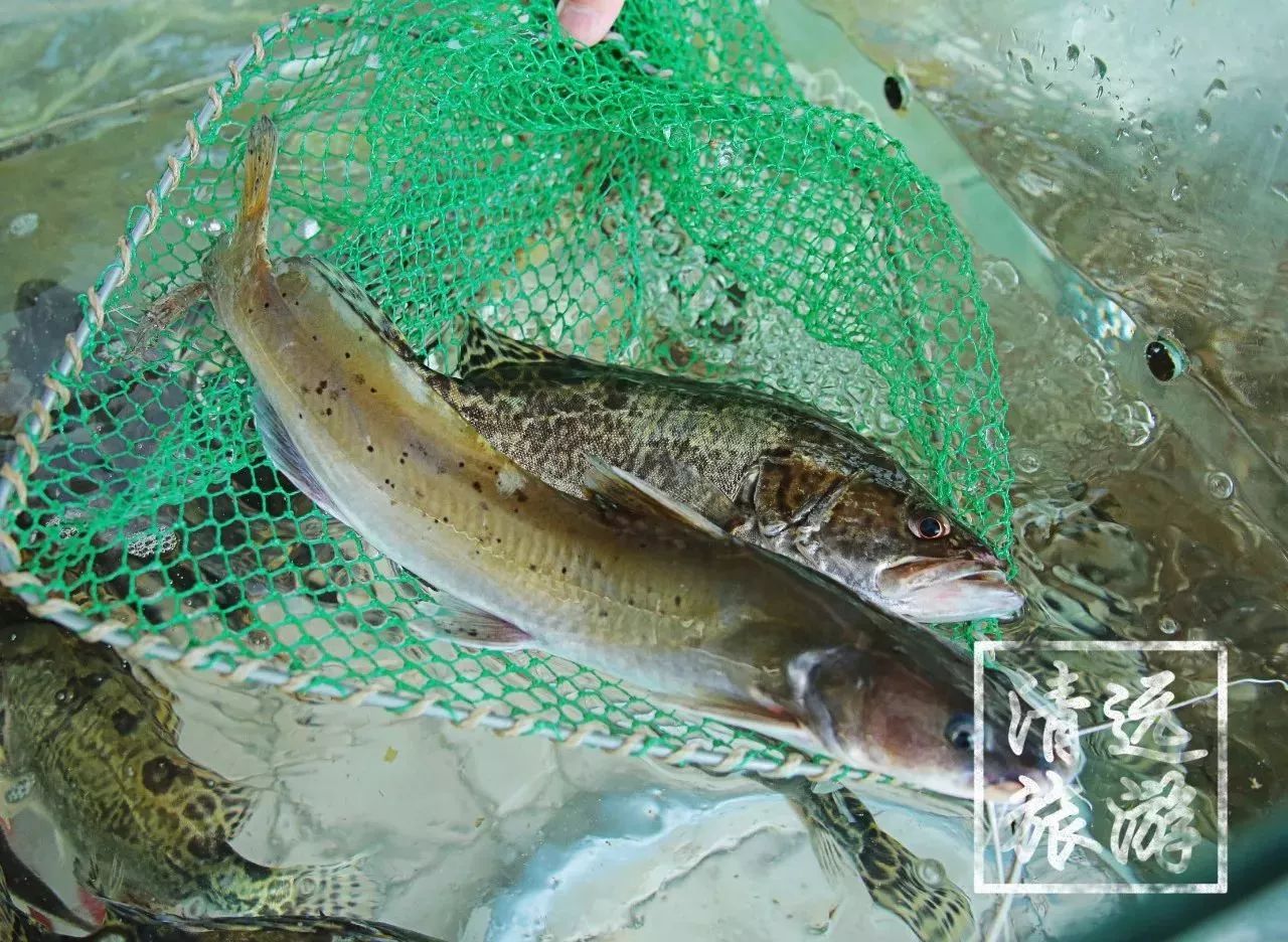 穿街走巷!带你寻觅清远最诱人的洲心美食,看完可不许舔屏哦