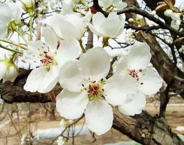 你要的苏州赏花秘籍全了!桃花,樱花,油菜花,花花皆上品.