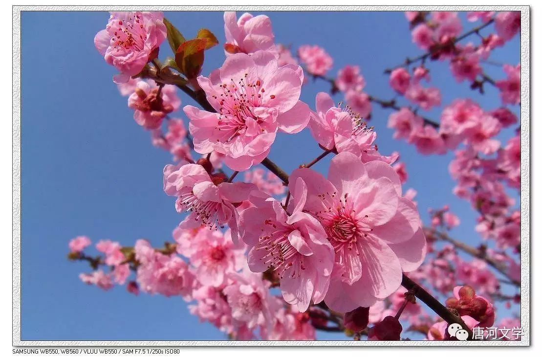 西院的桃花开了