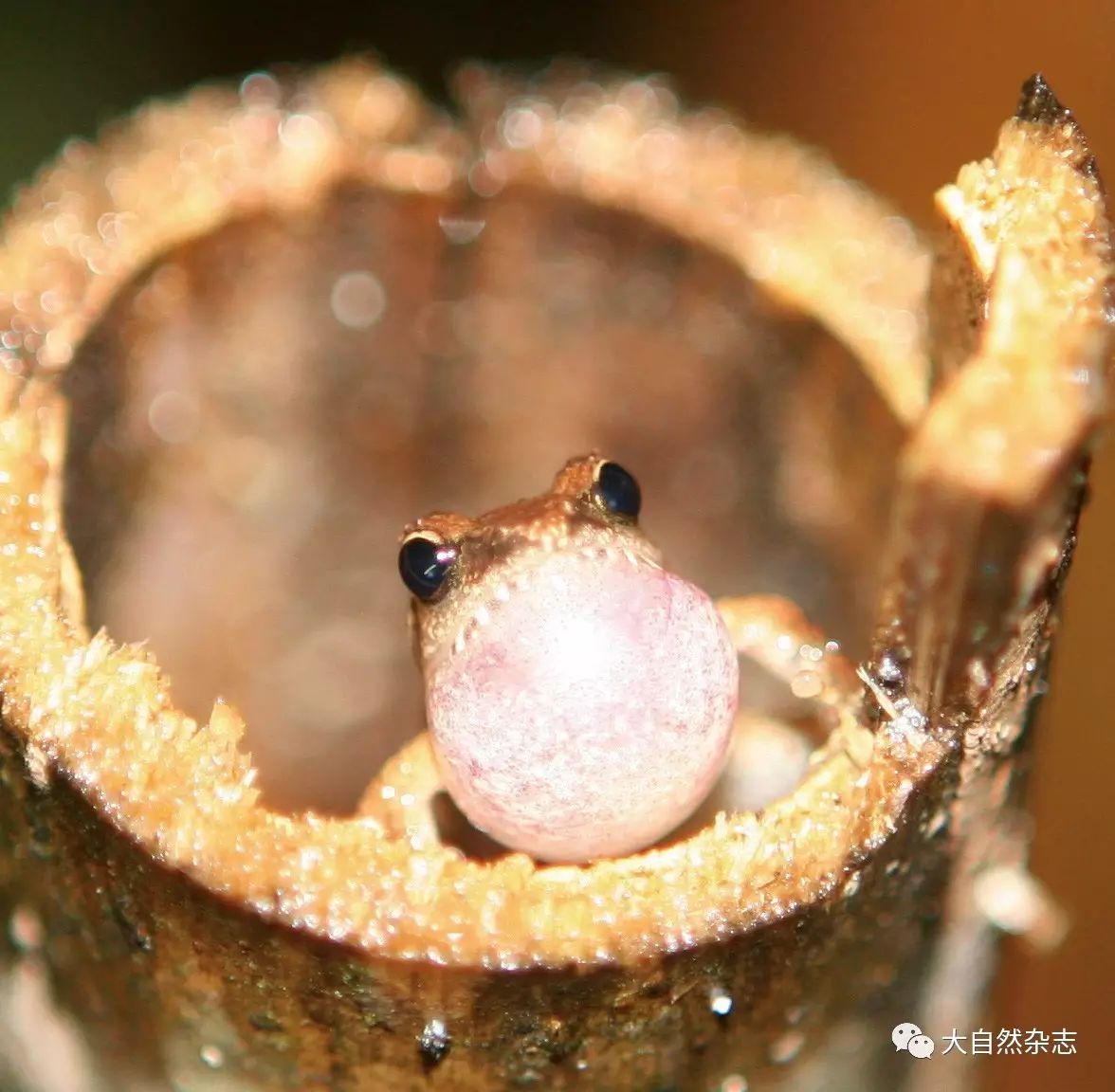 斑腿泛树蛙多少钱一只_斑腿泛树蛙图片_斑腿泛树蛙