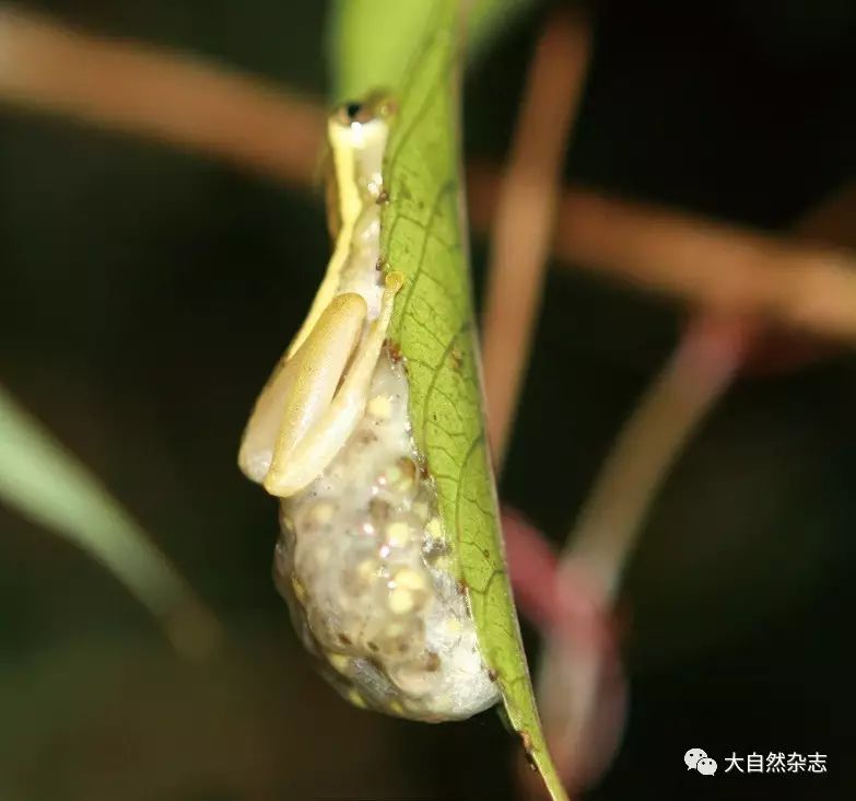 斑腿泛树蛙多少钱一只_斑腿泛树蛙_斑腿泛树蛙图片