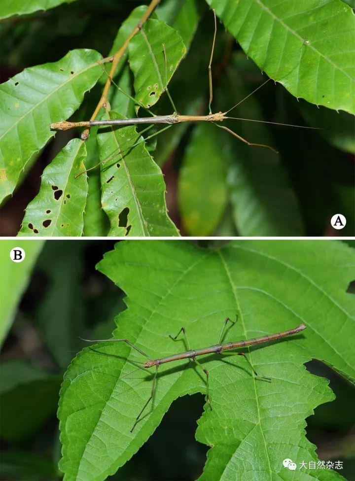 竹节虫属于渐变态昆虫,其若虫与成虫的形态和生活方式极为相似,寄主