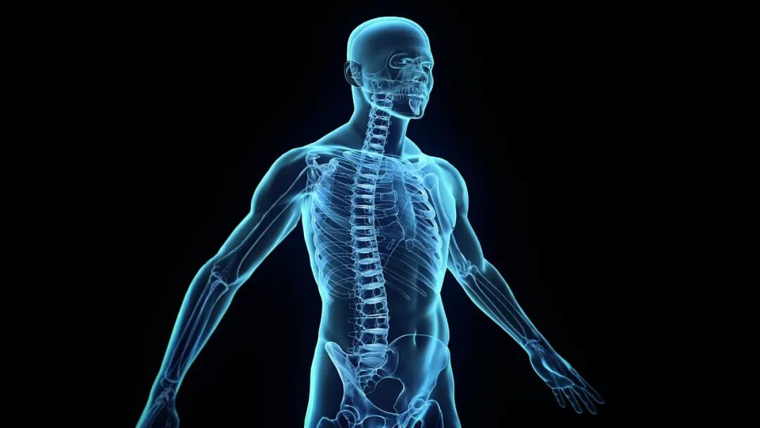 【人体功能解剖学】12月23日开班！理论结合实际才能掌握它！