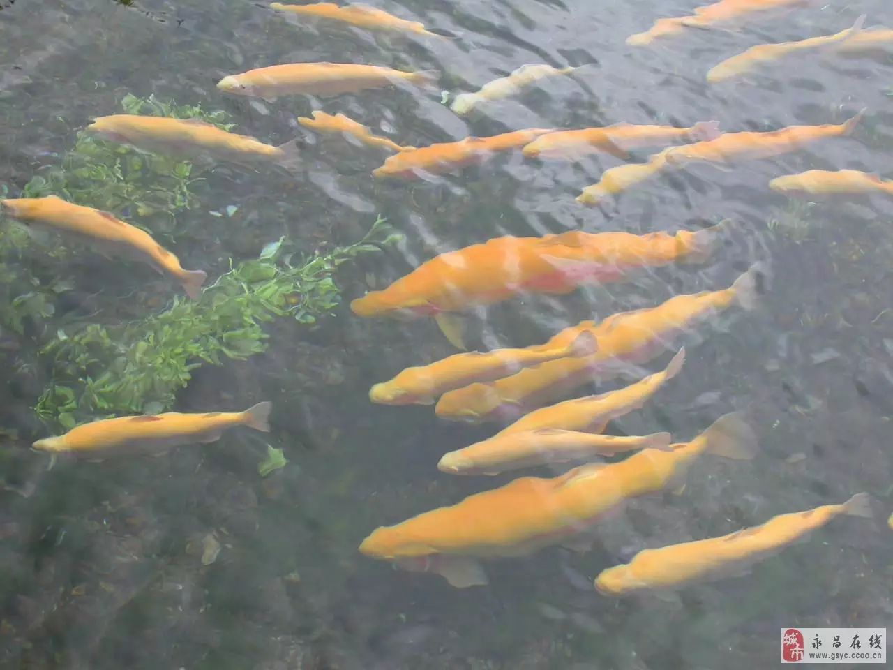 舌尖上的永昌—永昌金鳟鱼