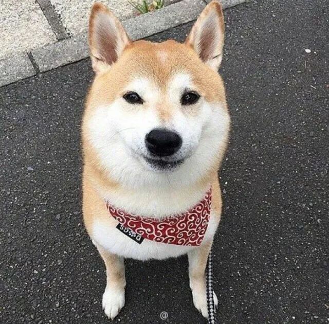 蜜汁微笑