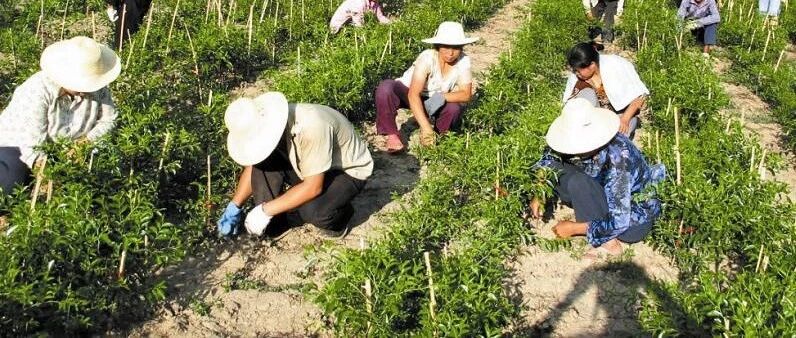 夏季苗圃这样管,不怕苗子卖不完