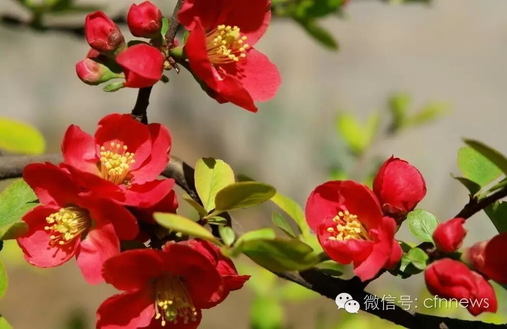 北方新建苗圃树种选择及布局