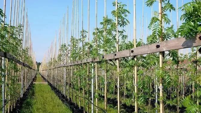 小苗圃和大苗企间的新博弈