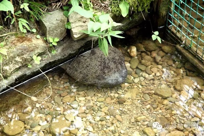 中央七台致富经_中央七台致富经_中央七台致富经