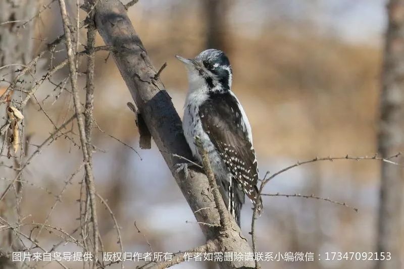 摄鸟人网站10月29日鸟讯:内蒙古拍鸟之牙克石市(第167期)