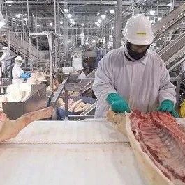 【德国肉类加工】年薪22-30万人民币，可移民！