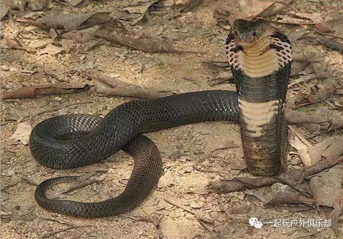 目前圆斑蝰咬死人的案件在亚洲蛇类中居冠.