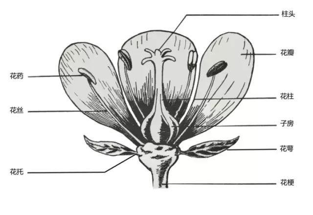 完全花的结构包括花被(花冠,花萼),雌蕊(柱头,花柱,子房),雄蕊(花药