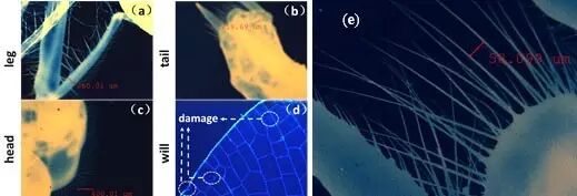 жɹչչ֮ǿ̼⾿Ǹɶ